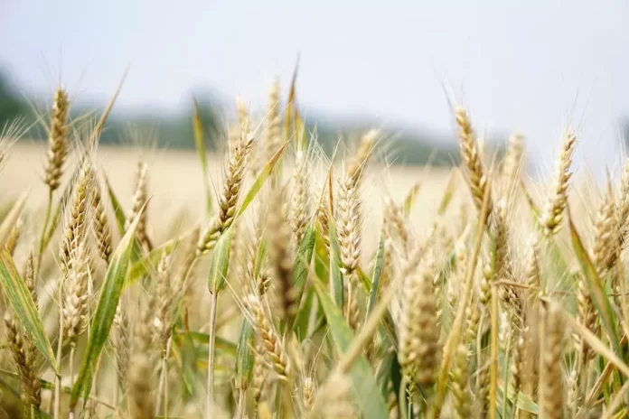 Why Wheat Is The King Of Grains