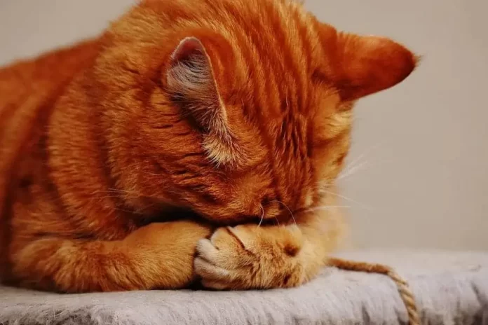 Do Cats Feel Sick After Vaccinations