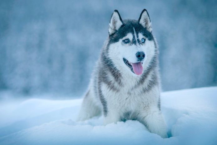 Can Husky Dogs Live In Cold Weather