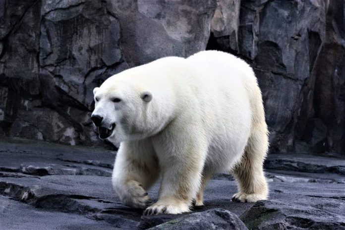 Do Female Polar Bears Hibernate