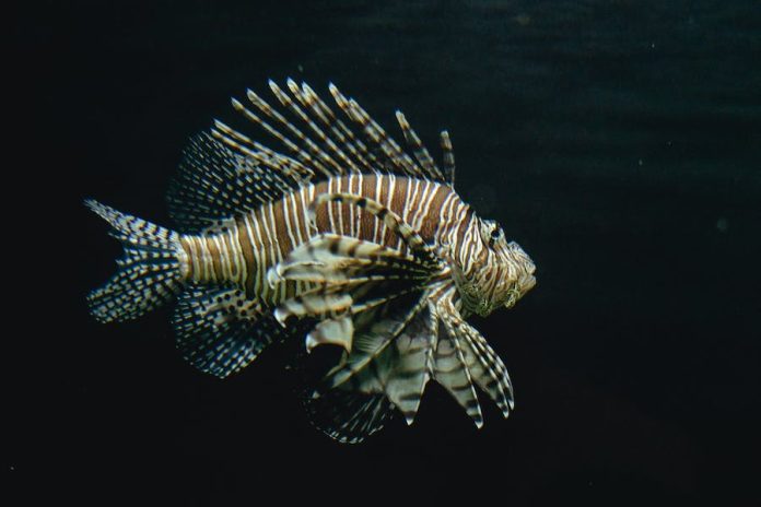 Can Lionfish Kill You