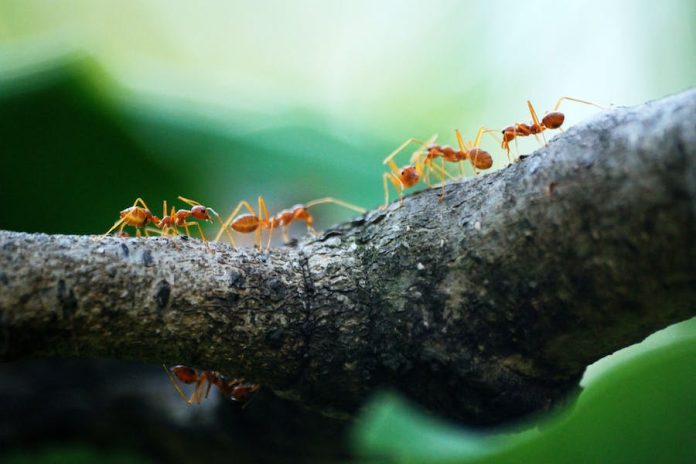 Do Ants Have Brains