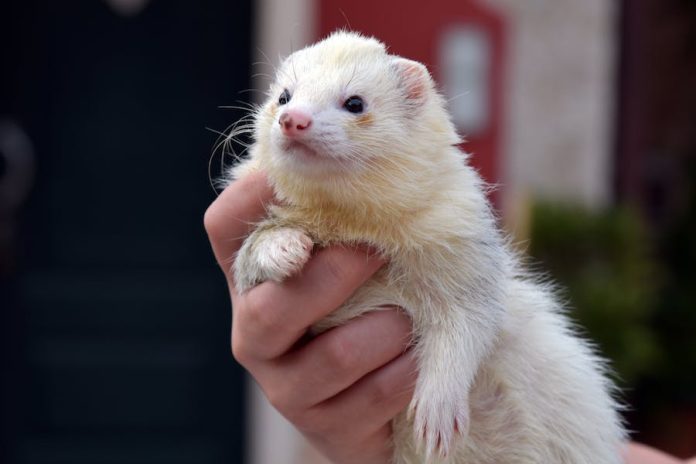 Can Ferrets and Rats Get Along