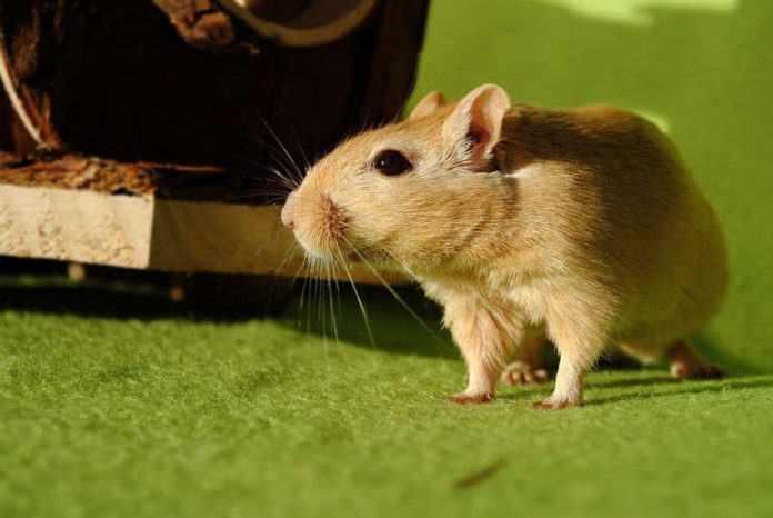 Can Gerbils Have Celery