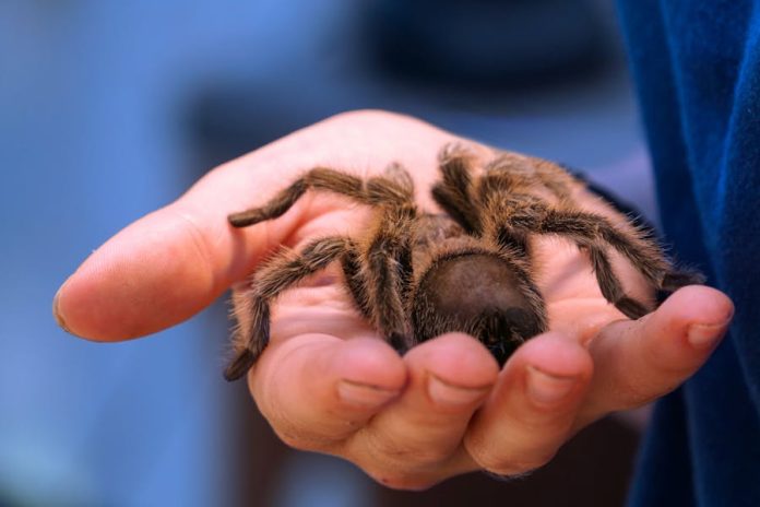 can tarantulas bite humans