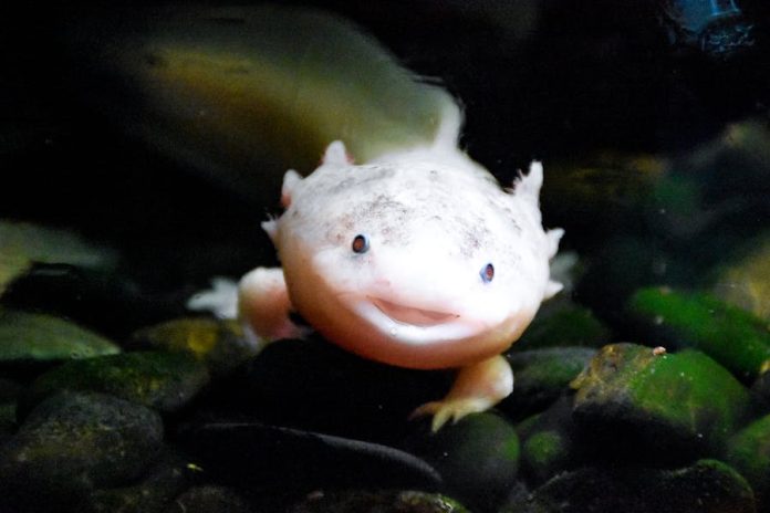 Can Axolotl Survive Out of Water